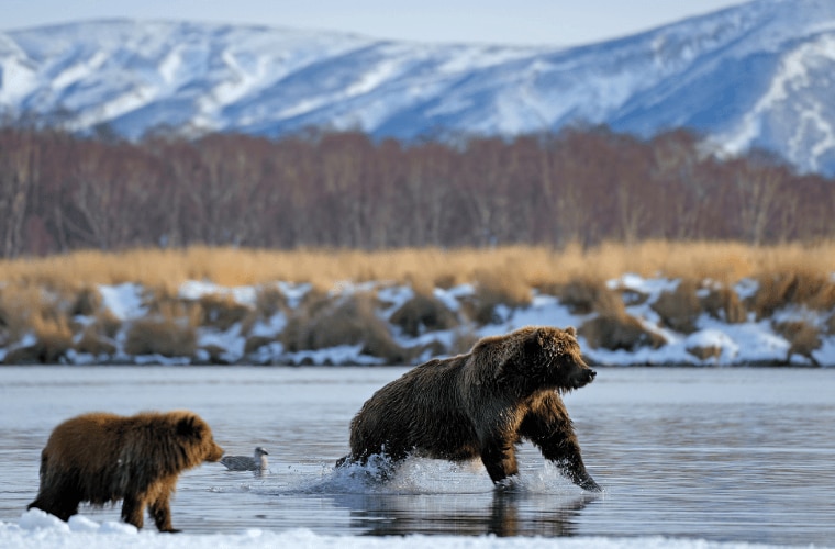 A Kamchatka brown bear mother and cub walking across a shallow, icy river around a snowy mountain landscape.